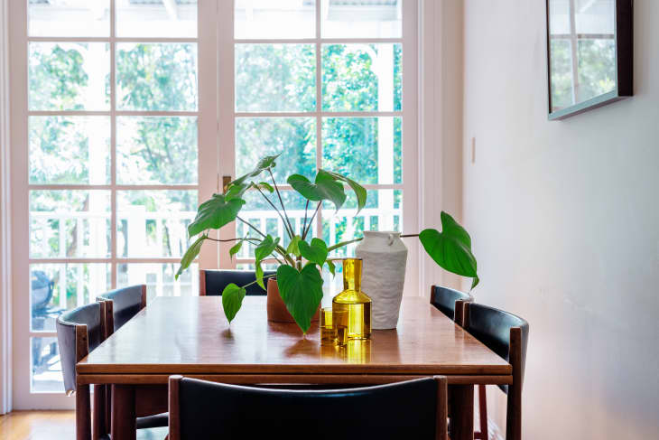 plant in dining room